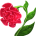 Hoa hải đường